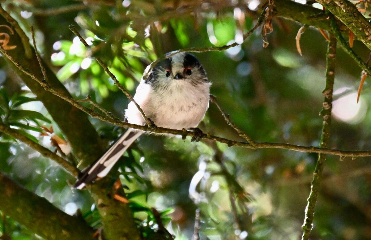 2026-09-21 Long tailed tit 2